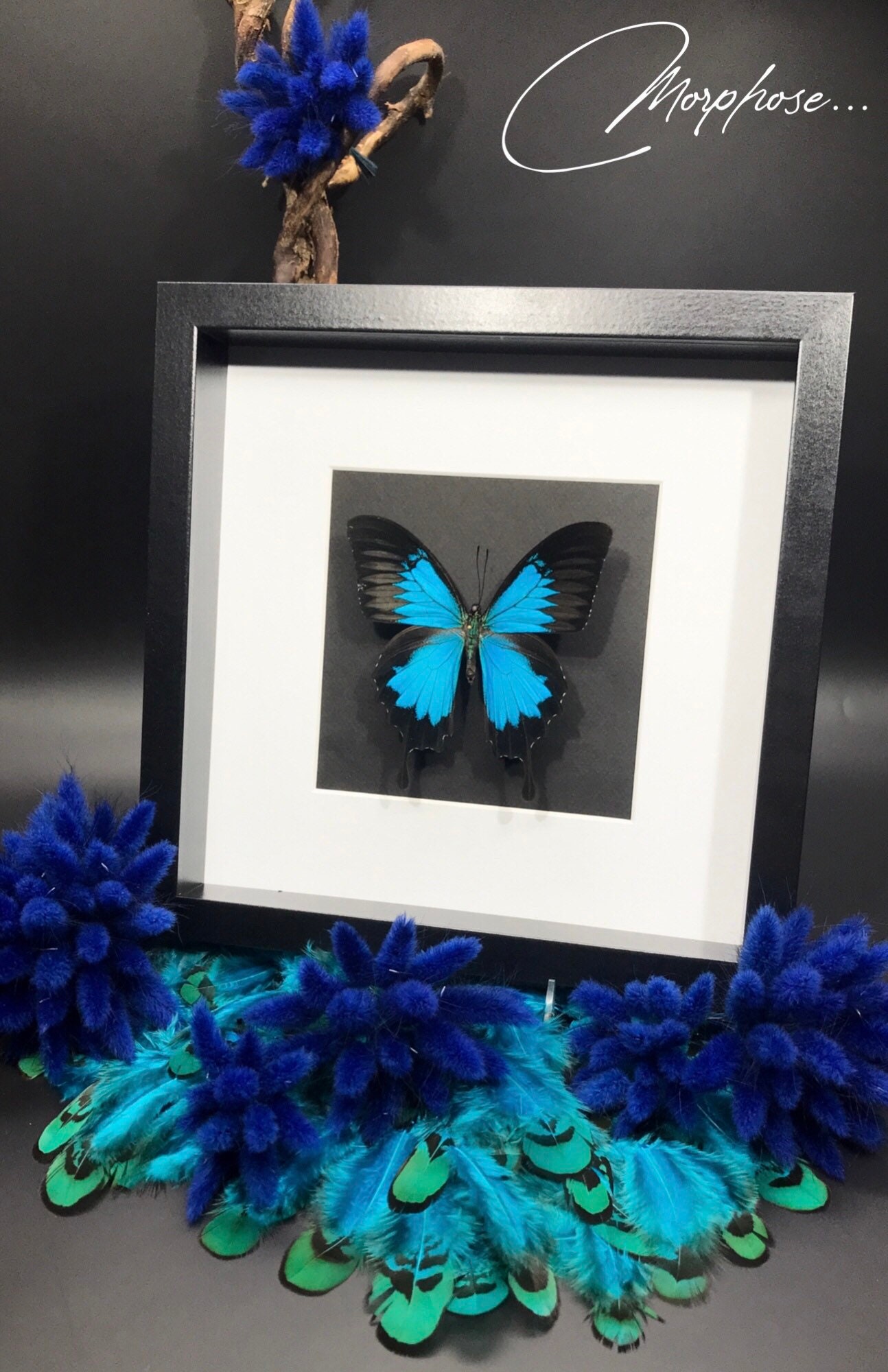 Magnifique Papillon Papilio Ulysses Naturalisé Sous Cadre Vitrine. Décoration Pour Cabinet de Curios