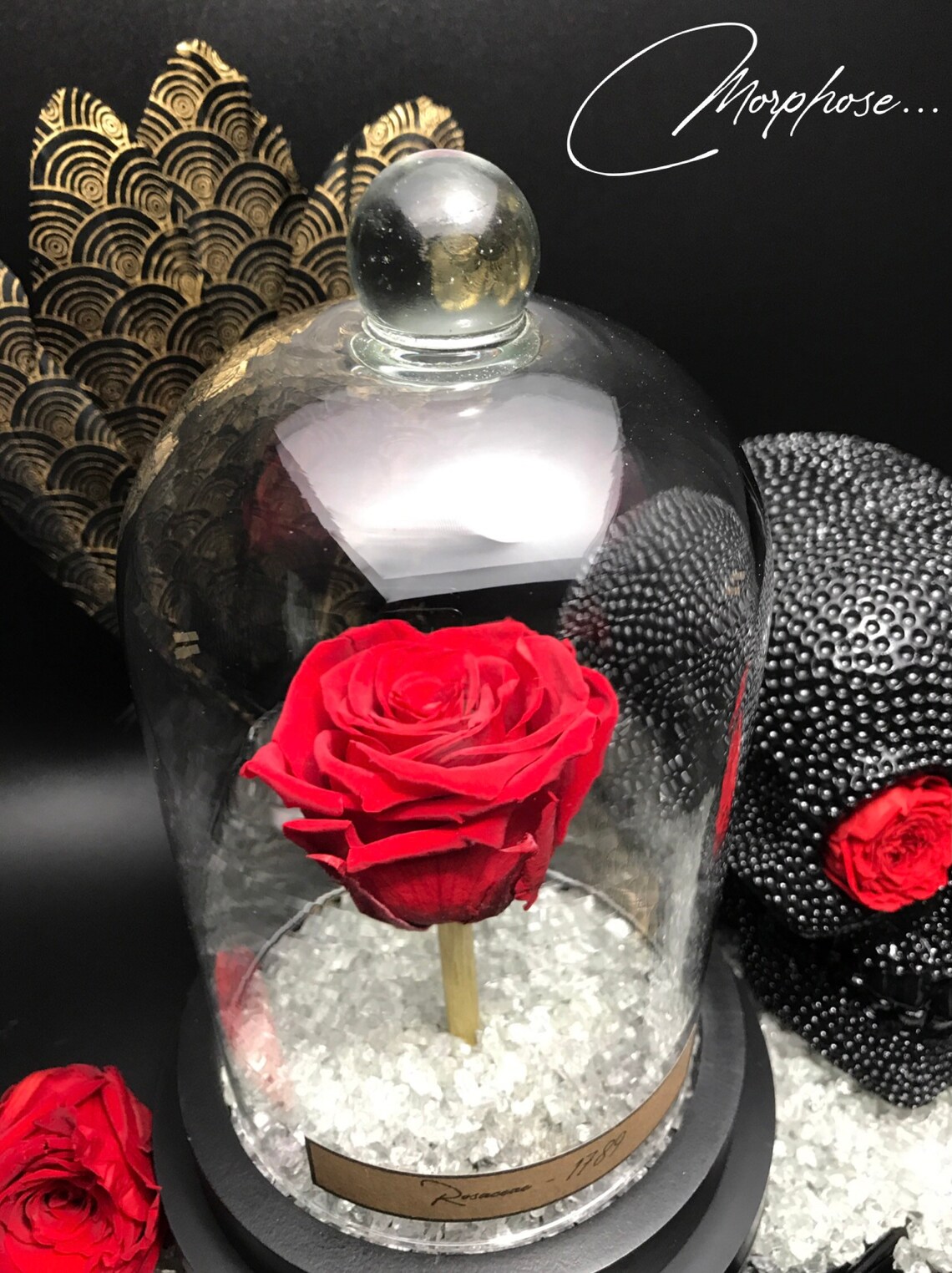 True Red Eternal Rose under glass bell with black base. Etsy