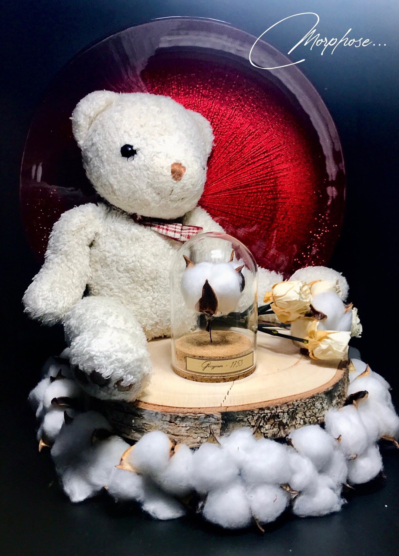 Véritable Fleur de Coton, Sous Cloche en Verre 11cm Hauteur et 6, 5cm Largeur. Décoration Pour Cabin