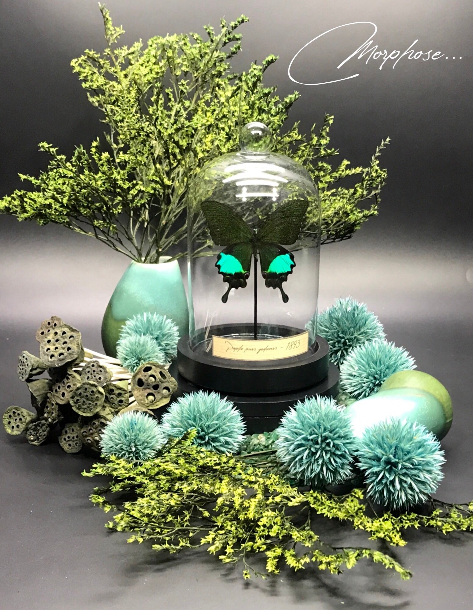 Véritable Papillon Papilio Paris Gedeensis Sous Cloche de Verre. Décoration Pour Cabinet Curiosités.