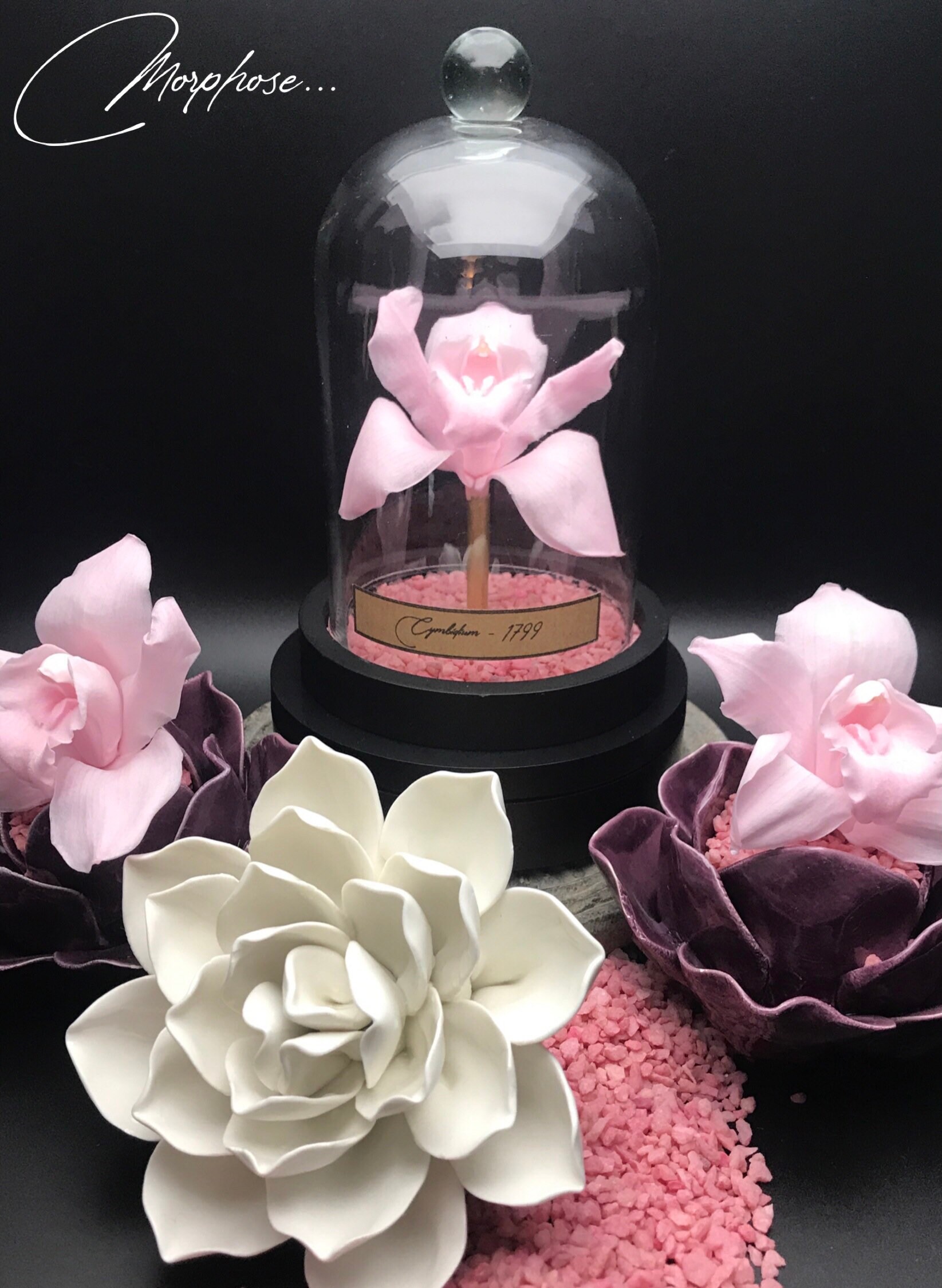 Véritable Orchidée Cymbidium Rose Éternelle, Sous Cloche de Verre. Décoration Pour Cabinet Curiosité