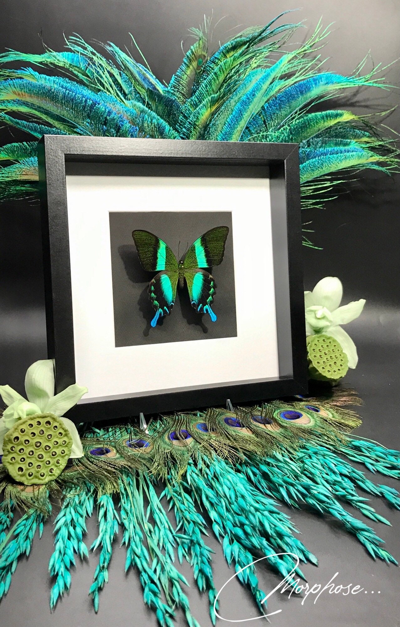 Magnifique Papillon Papilio Blumei Naturalisé, Sous Cadre Vitrine Noir 27cmx27cm. Décoration Pour Ca