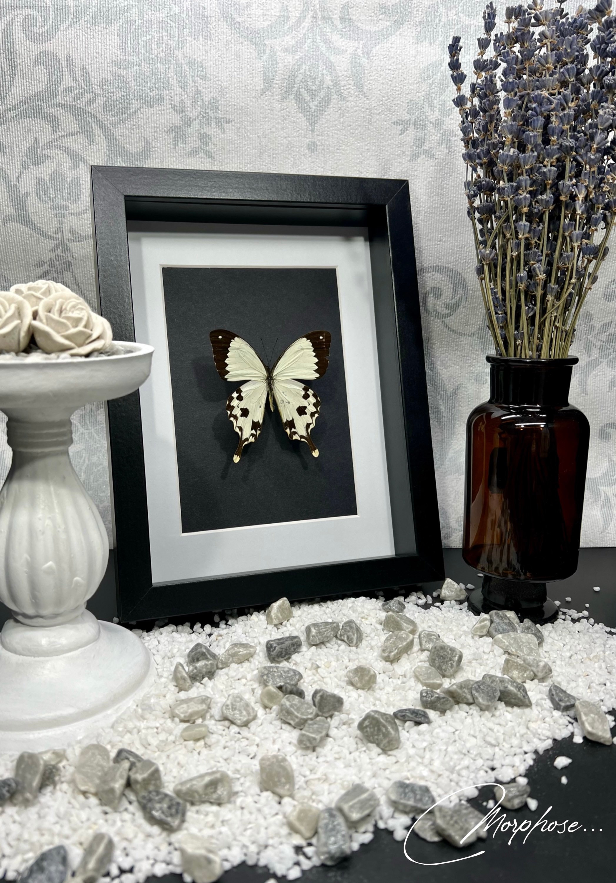 Magnifique Papillon Papilio Dardanus Naturalisé, Sous Cadre Vitrine Noir. Décoration Pour Cabinet de