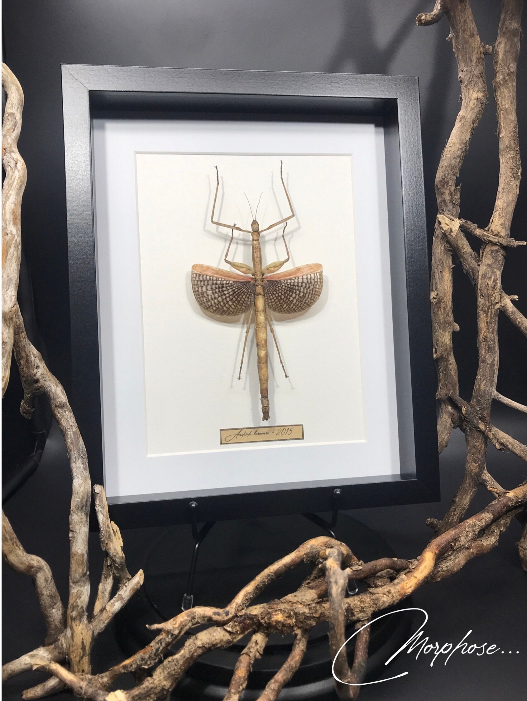 Magnifique Phasme Anchiale Buruense Naturalisé Originaire d'indonésie Sous Cadre Vitrine Noir. Décor