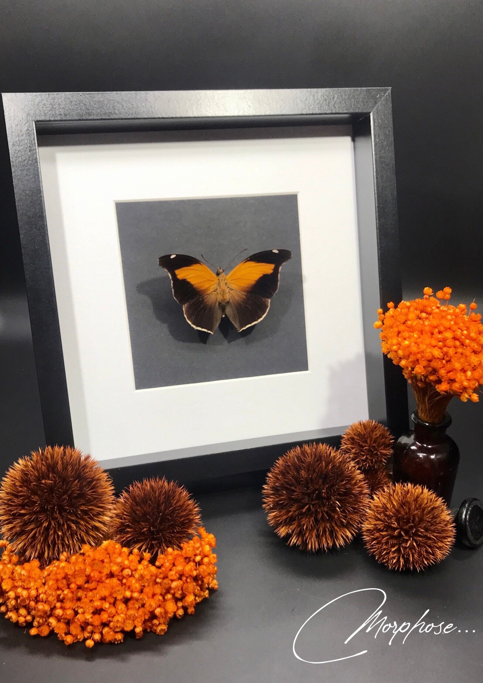 Magnifique Papillon Historis Odius Orion Naturalisé, Sous Cadre Vitrine Noir. Décoration Pour Cabine