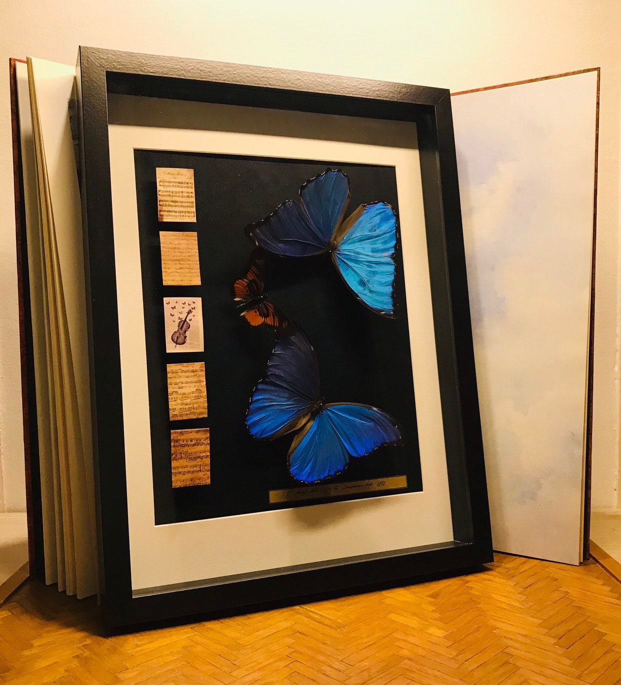 Trio de Papillons Naturalisés, Pour Cette Envolée Musicale, Composée Deux Morpho Didius, Ainsi Que d