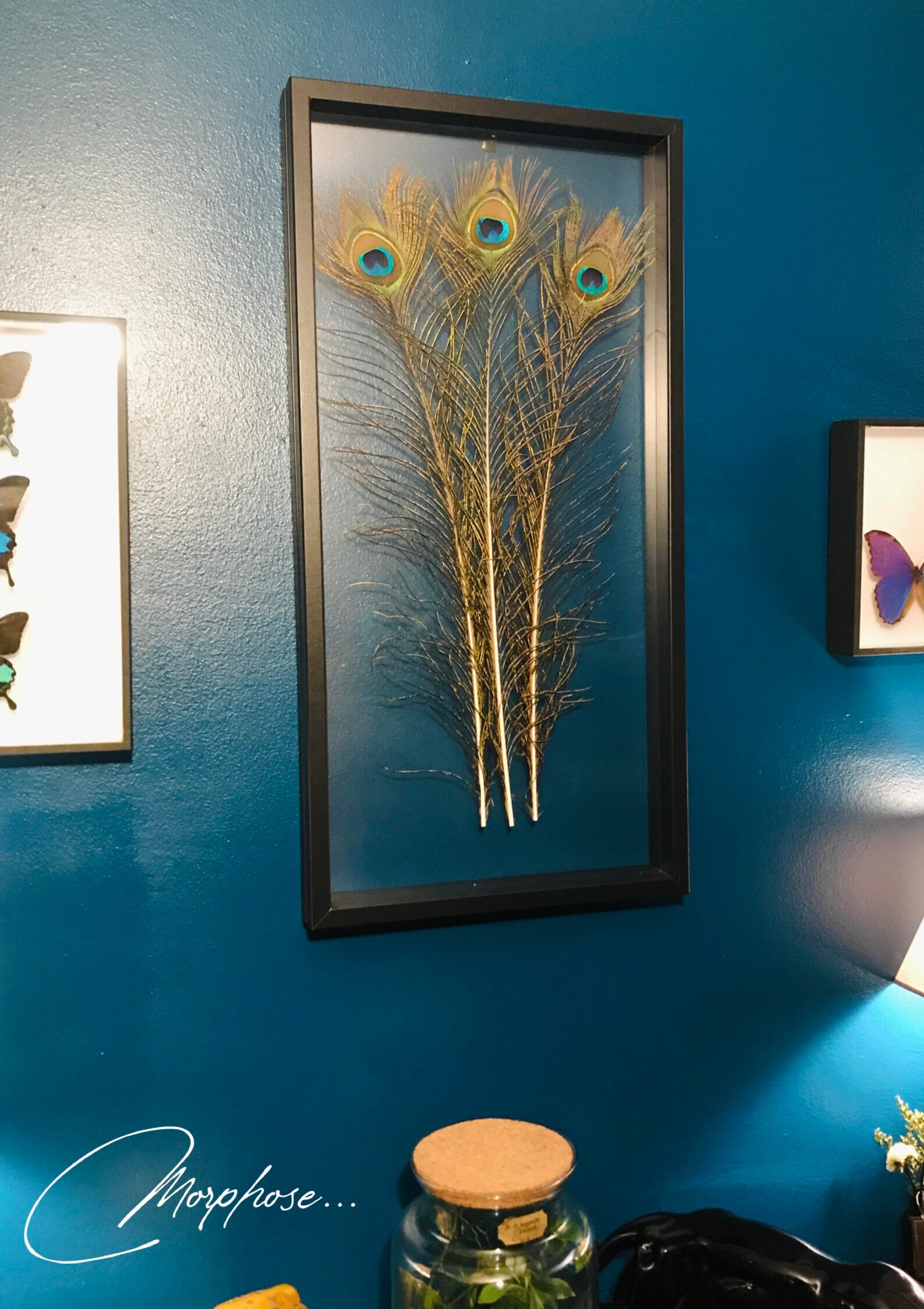 Véritables Plumes de Paon, Sous Cadre en Bois Noir et Film Transparent. Décoration Murale Pour Cabin