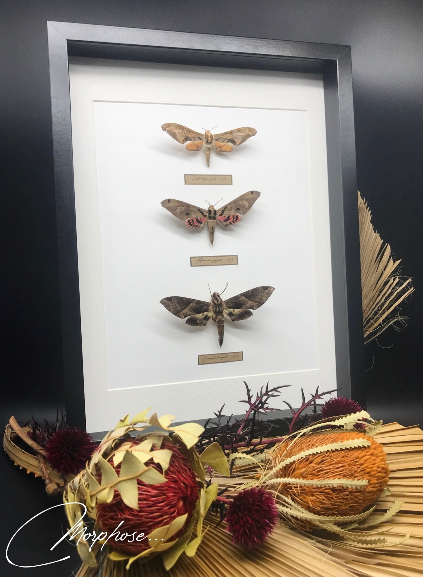 Magnifique Trio de Papillons La Famille Des Sphingidae Originaires d'amérique Du Sud Naturalisés Sou