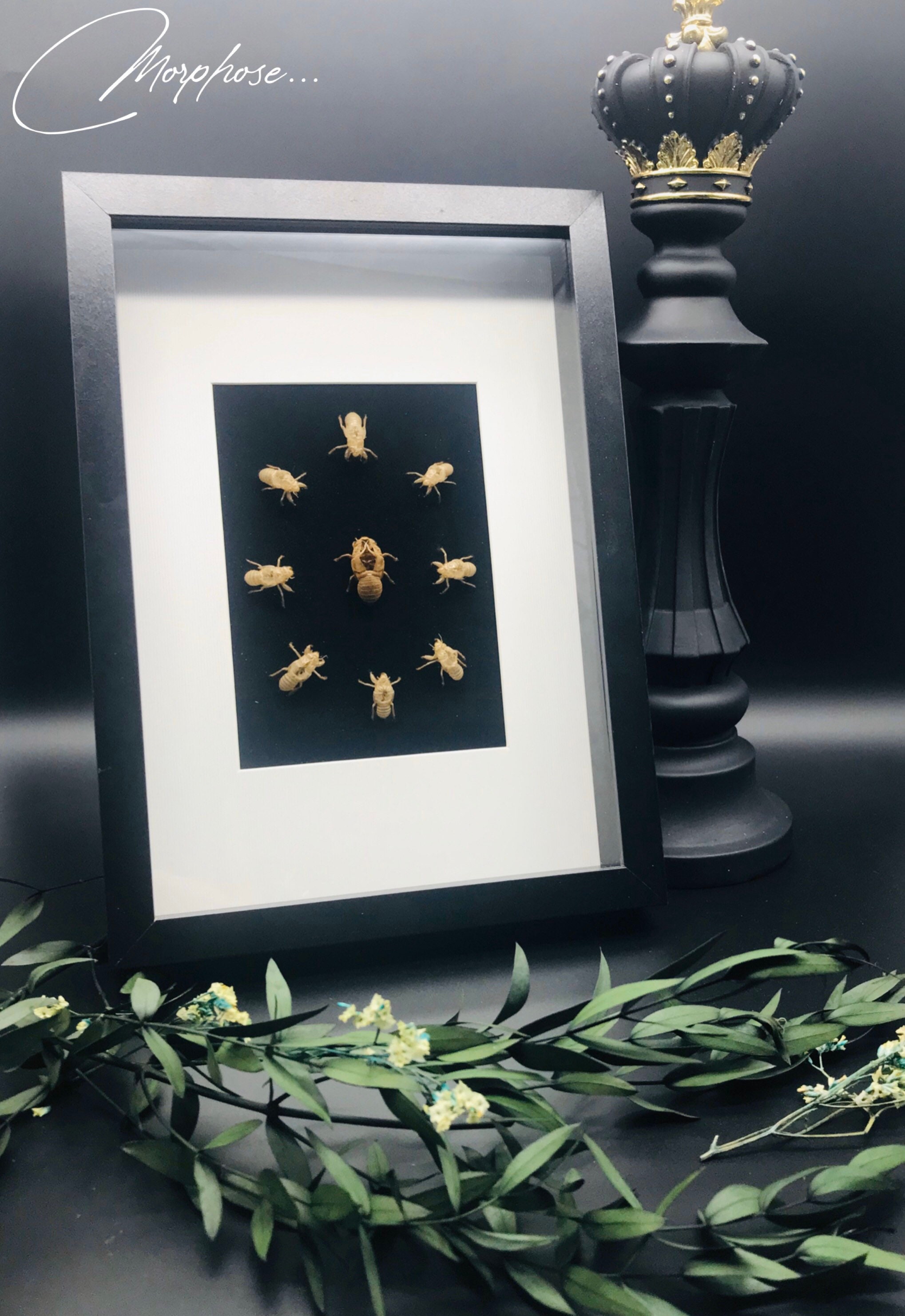 Farandole de Véritables Mues Cigales Provençale sur Velours Noir, Sous Cadre Vitrine Noir. Décoratio