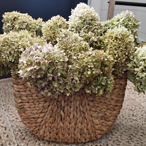 May include: A large, round, woven brown basket filled with a dense arrangement of dried hydrangea flowers. The blossoms display muted shades of pale green, cream, and soft pink, creating a full, rounded cluster that overflows the basket rim.