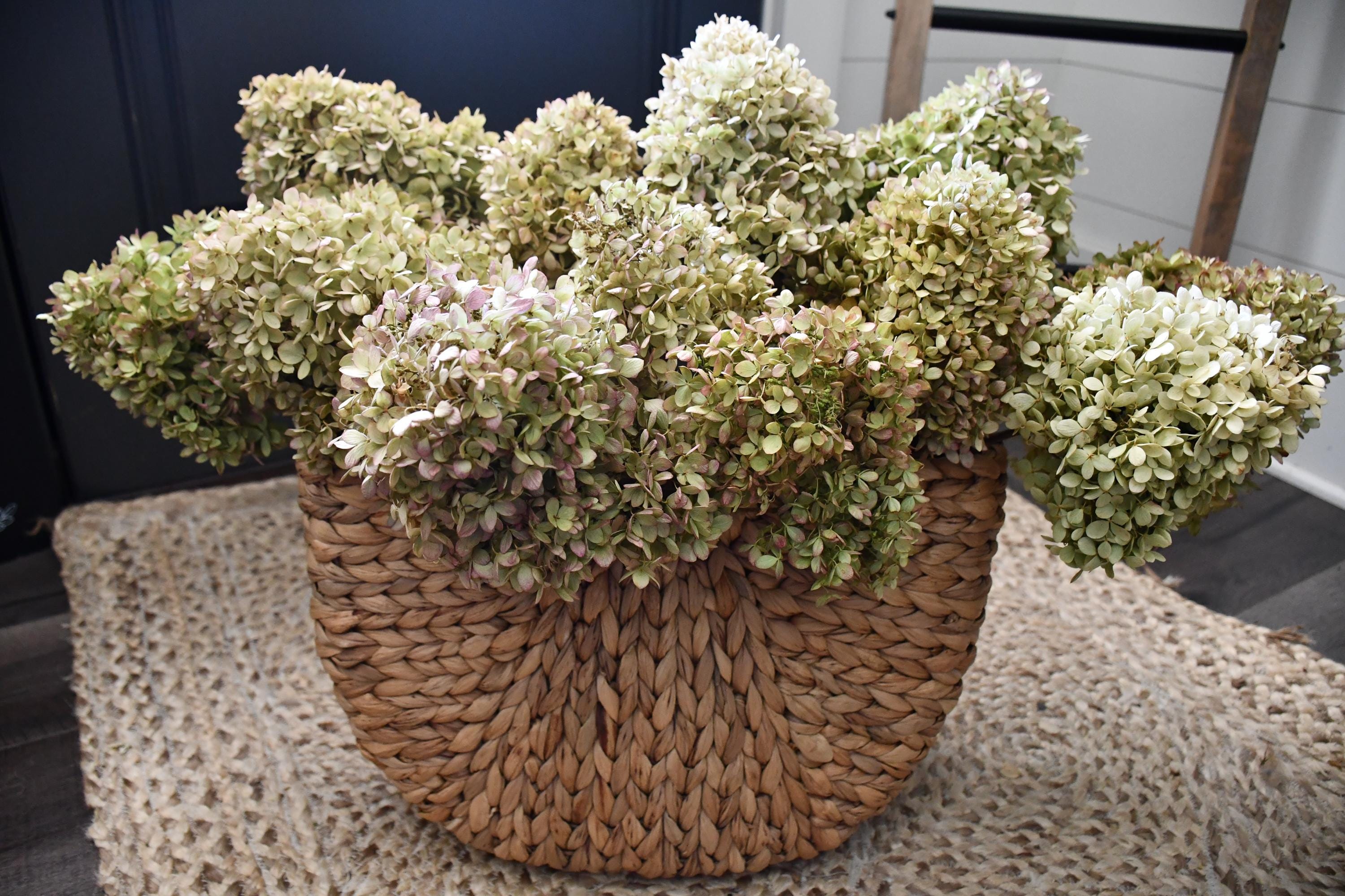 Hydrangeas - Etsy