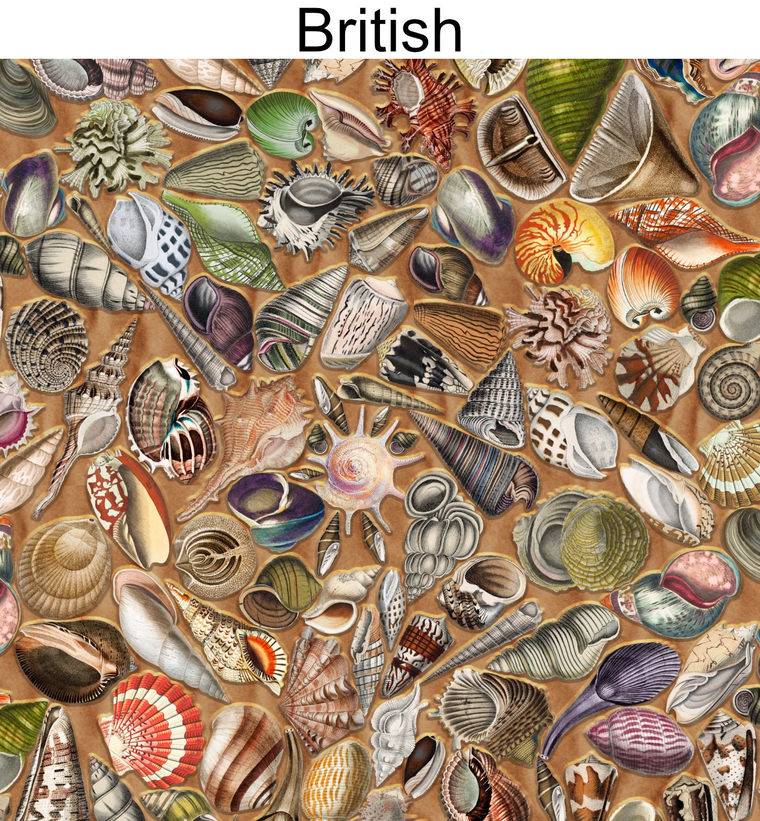 Tropical Shell Background Shell Wallpaper, Tropical Beach Wallpaper, Peel & Stick and Traditional ...