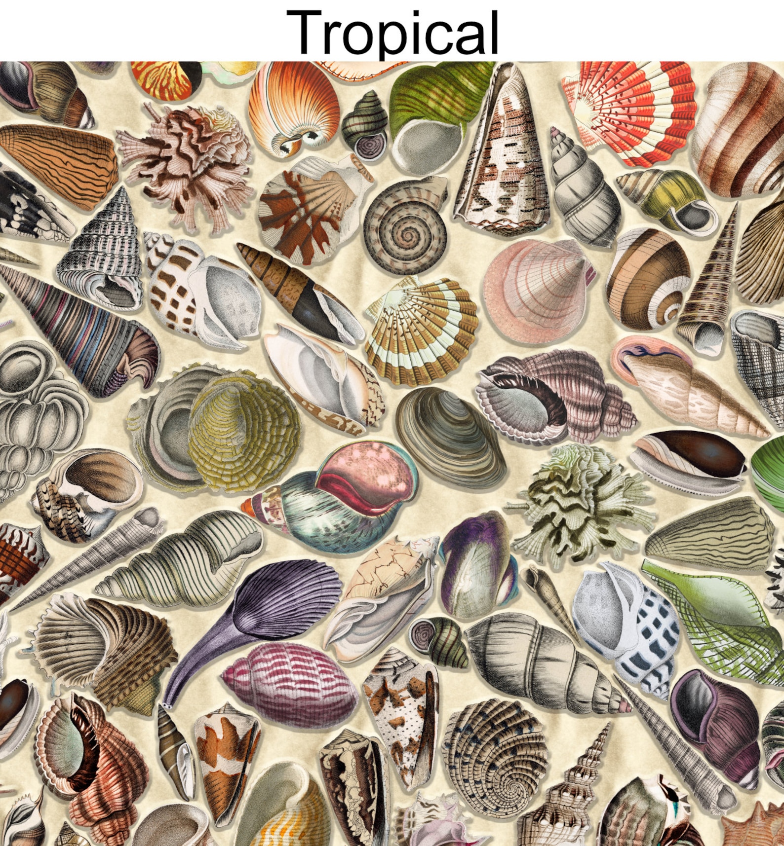 Shell Wallpaper, Tropical Beach Wallpaper, Peel & Stick and Traditional ...