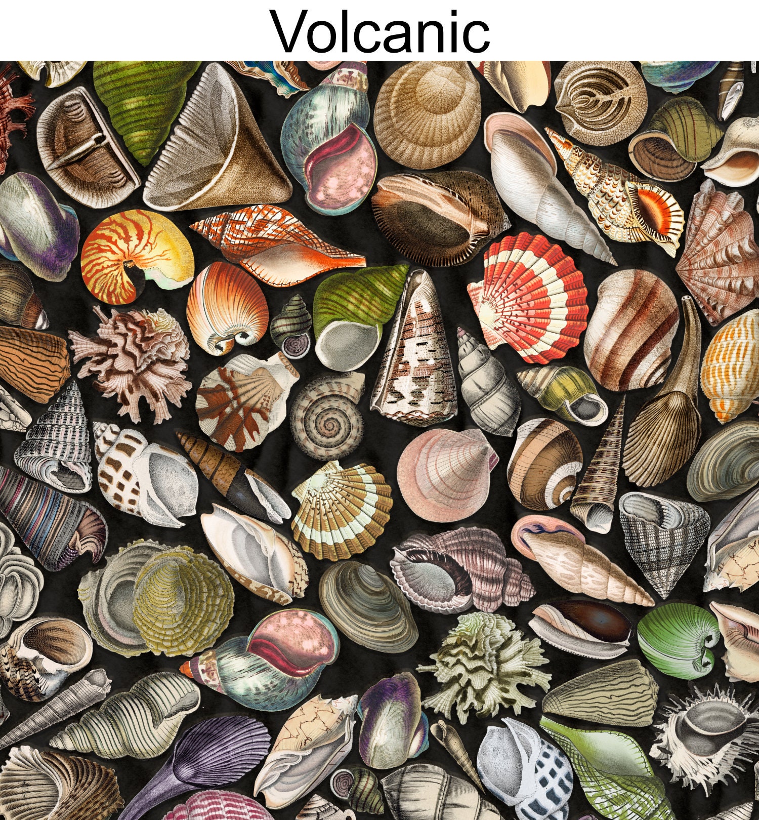 Shell Wallpaper, Tropical Beach Wallpaper, Peel & Stick and Traditional ...