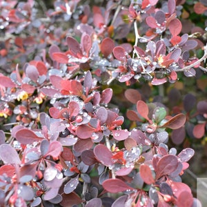 May include: Close-up of a bush with small, oval-shaped leaves in shades of red, purple, and green. Water droplets cling to the leaves, reflecting light. The plant has small yellow flowers and thorns. The image is a nature photograph.