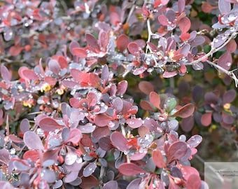 Batch of 4 Pink Flora water droplets Berberis thunbergii Japanese Barberry / Digital Download / Wall Art