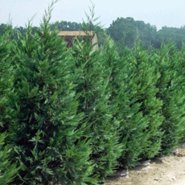 Murray Cypress, 100 Evergreen Trees