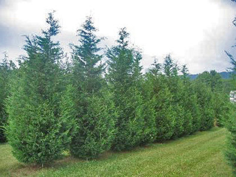 Leyland Cypress 25 Evergreen Trees3 gallon size Etsy