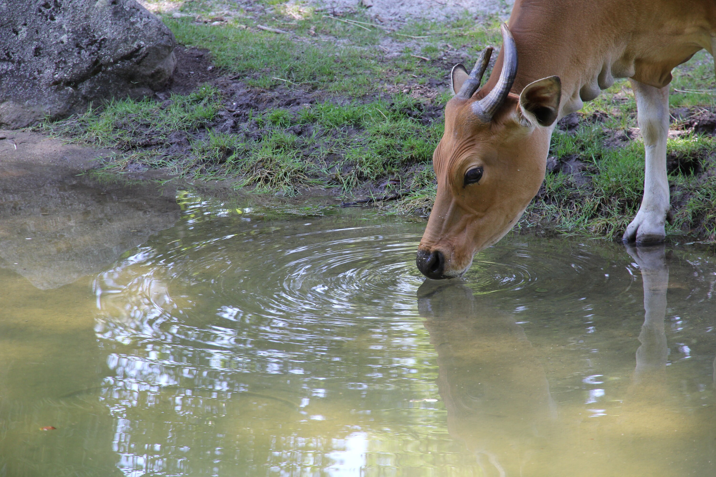 Cute Cow Drinking Water Photograph Digital Print Etsy