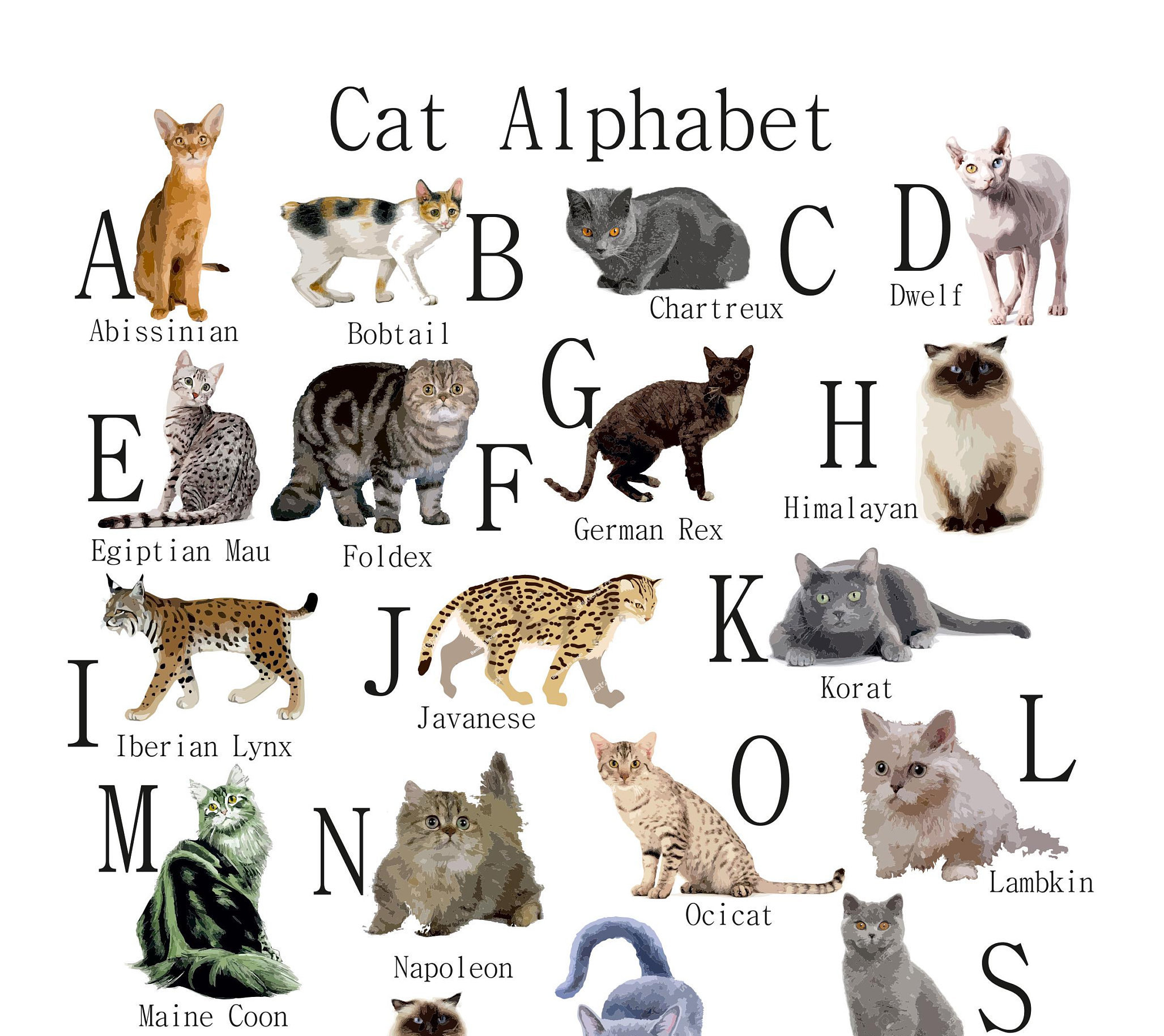 AZ of Cats Poster Cats Alphabet Cat Poster Illustration Etsy