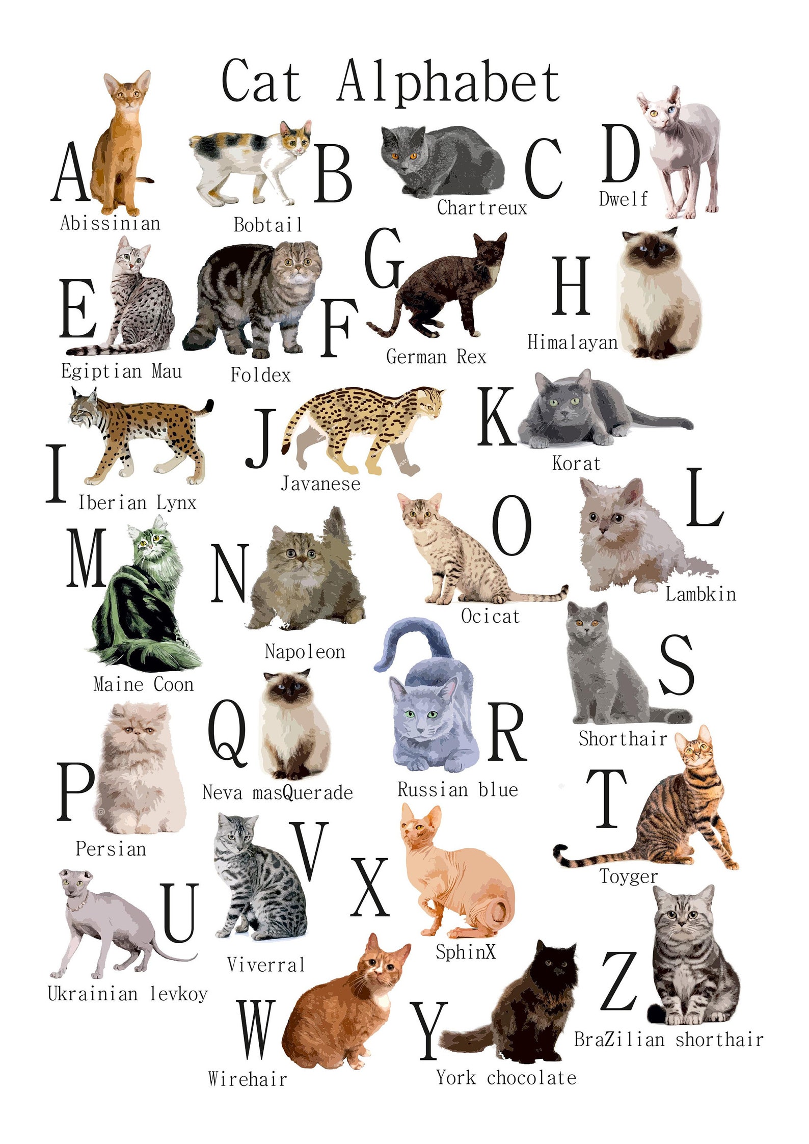 AZ of Cats Poster Cats Alphabet Cat Poster Illustration Etsy