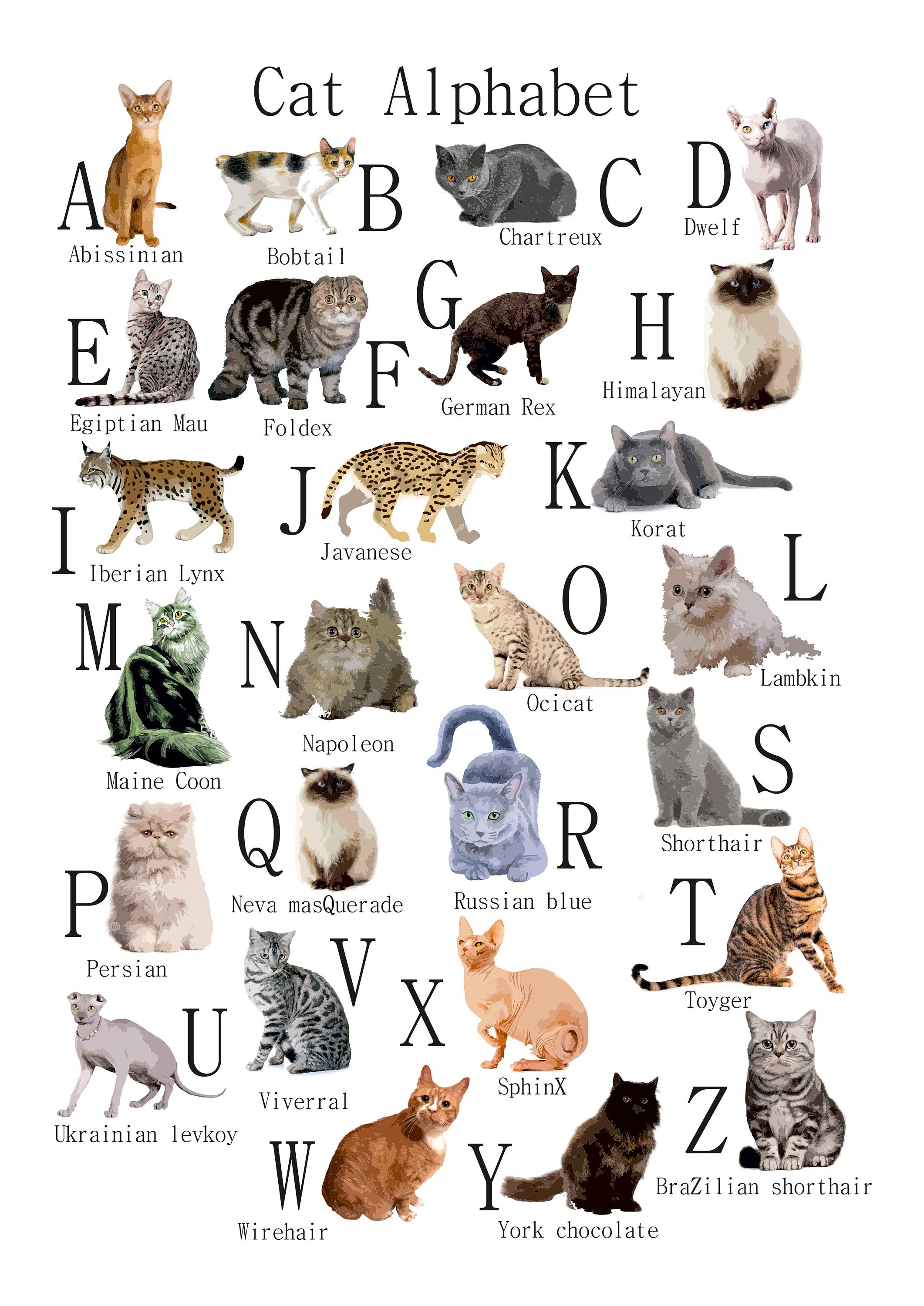 AZ of Cats Poster Cats Alphabet Cat Poster Illustration Etsy