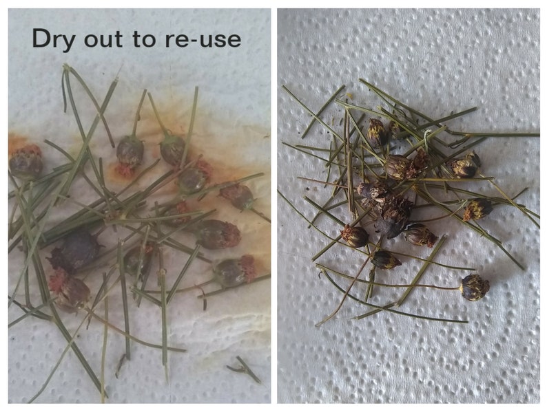 May include: A collection of dried green stems with small, dark, rounded seed pods. The image includes the text 'Dry out to re-use' in the upper left corner. The plant parts are scattered across a textured white surface, showing a natural state.