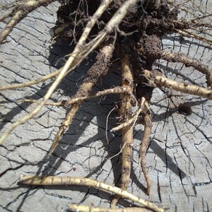 May include: A close-up of a cluster of light brown roots with dirt clinging to them. The roots are spread out on a cracked, light brown wooden surface.