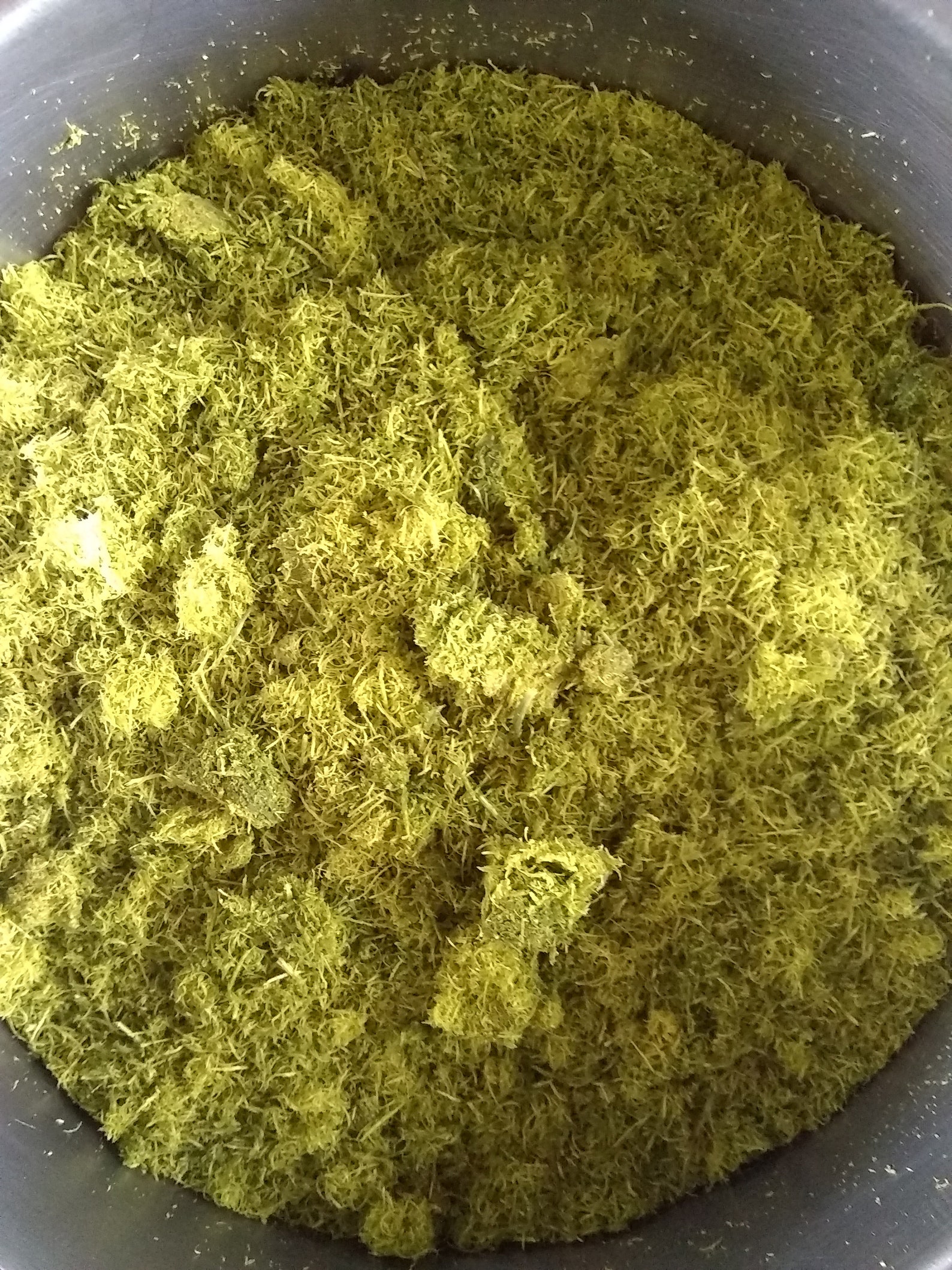 Pine Needle Powderfresh OR Driedpine Needle Teapiñon Pine Etsy