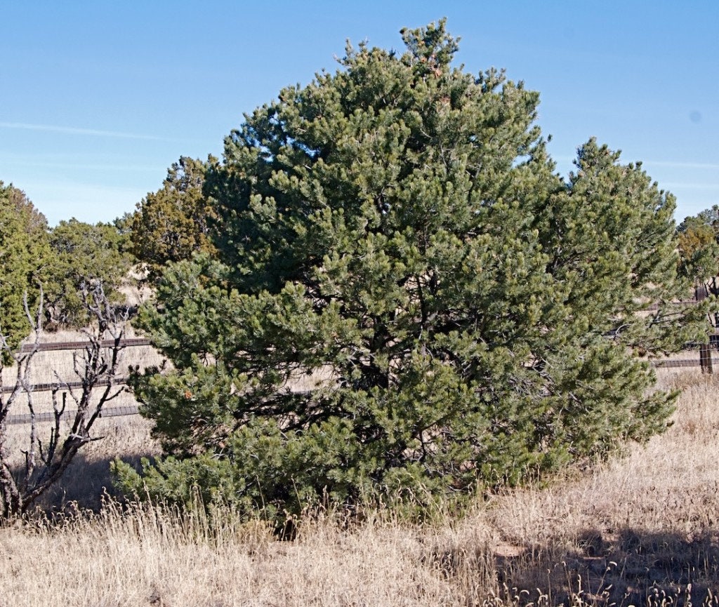 Piñon Wood Chips1oz/2ozloose Smudge Incensepinyonpiñion Etsy
