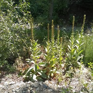 K&ouml;nnte beinhalten: Eine Gruppe hoher, gr&uuml;ner Pflanzen mit gelben Bl&uuml;ten, die in einem felsigen Gebiet wachsen. Die Pflanzen befinden sich im Vordergrund des Bildes, im Hintergrund ein Wald.