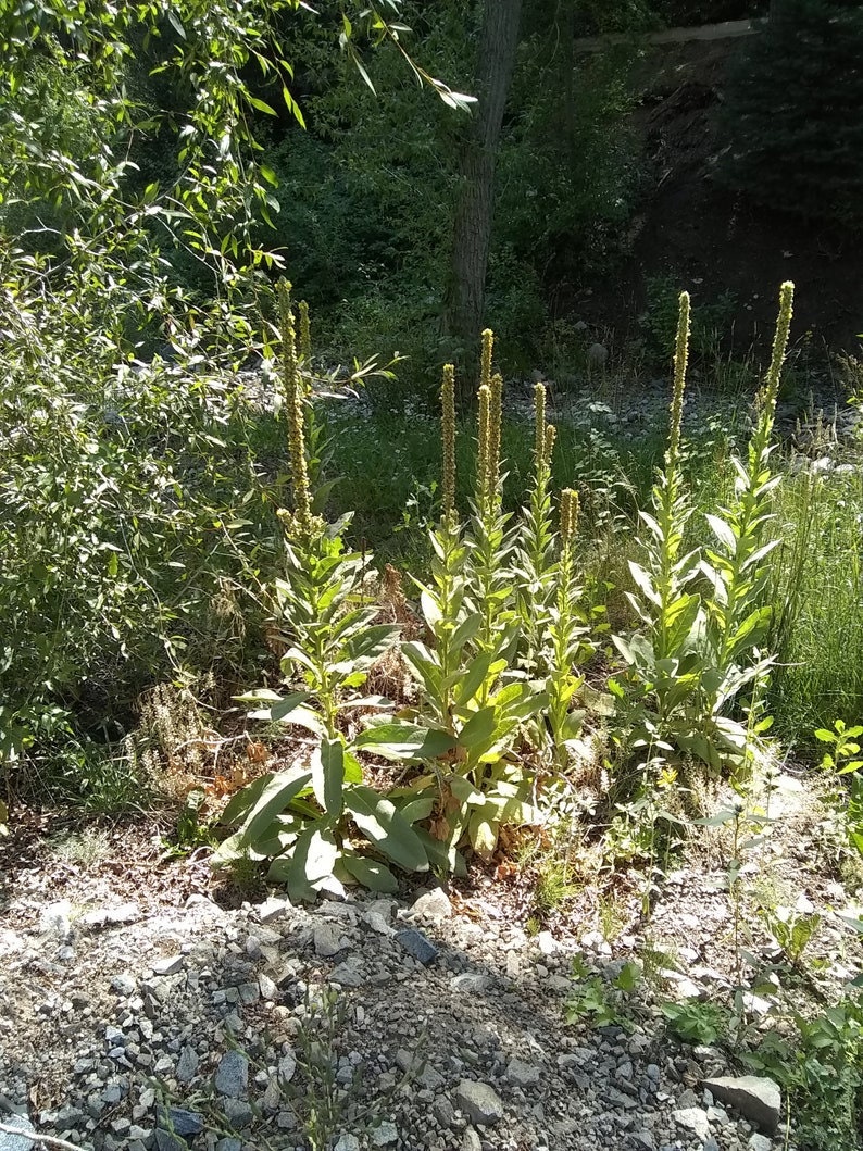 K&ouml;nnte beinhalten: Eine Gruppe hoher, gr&uuml;ner Pflanzen mit gelben Bl&uuml;ten, die in einem felsigen Gebiet wachsen. Die Pflanzen befinden sich im Vordergrund des Bildes, im Hintergrund ein Wald.
