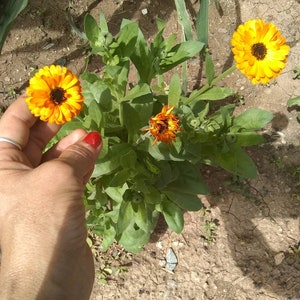 May include: A calendula plant featuring bright orange and yellow flower heads with dark brown centers, surrounded by green lance-shaped leaves. The plant has multiple stems, some with fully bloomed flowers and others with developing flower buds.
