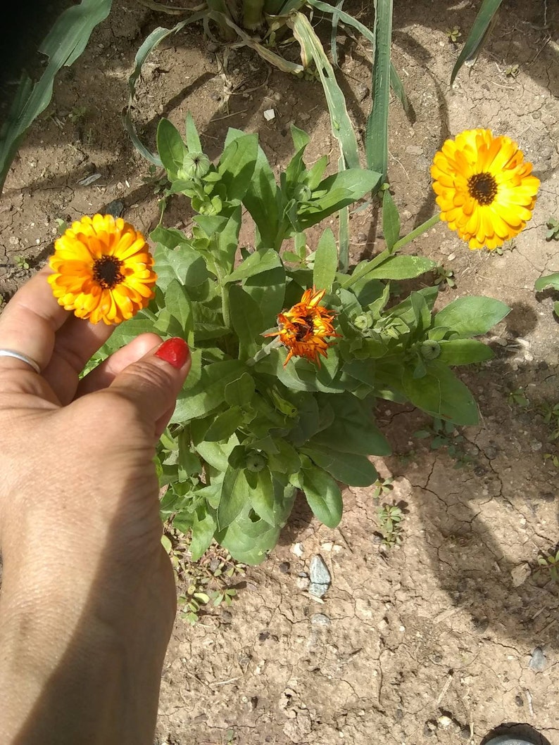 May include: A calendula plant featuring bright orange and yellow flower heads with dark brown centers, surrounded by green lance-shaped leaves. The plant has multiple stems, some with fully bloomed flowers and others with developing flower buds.