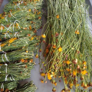 May include: A collection of dried green plant stems with small orange flowers, arranged in several bundles tied with white string on the left and a loose cluster of the same long-stemmed plants with orange blossoms on the right side.