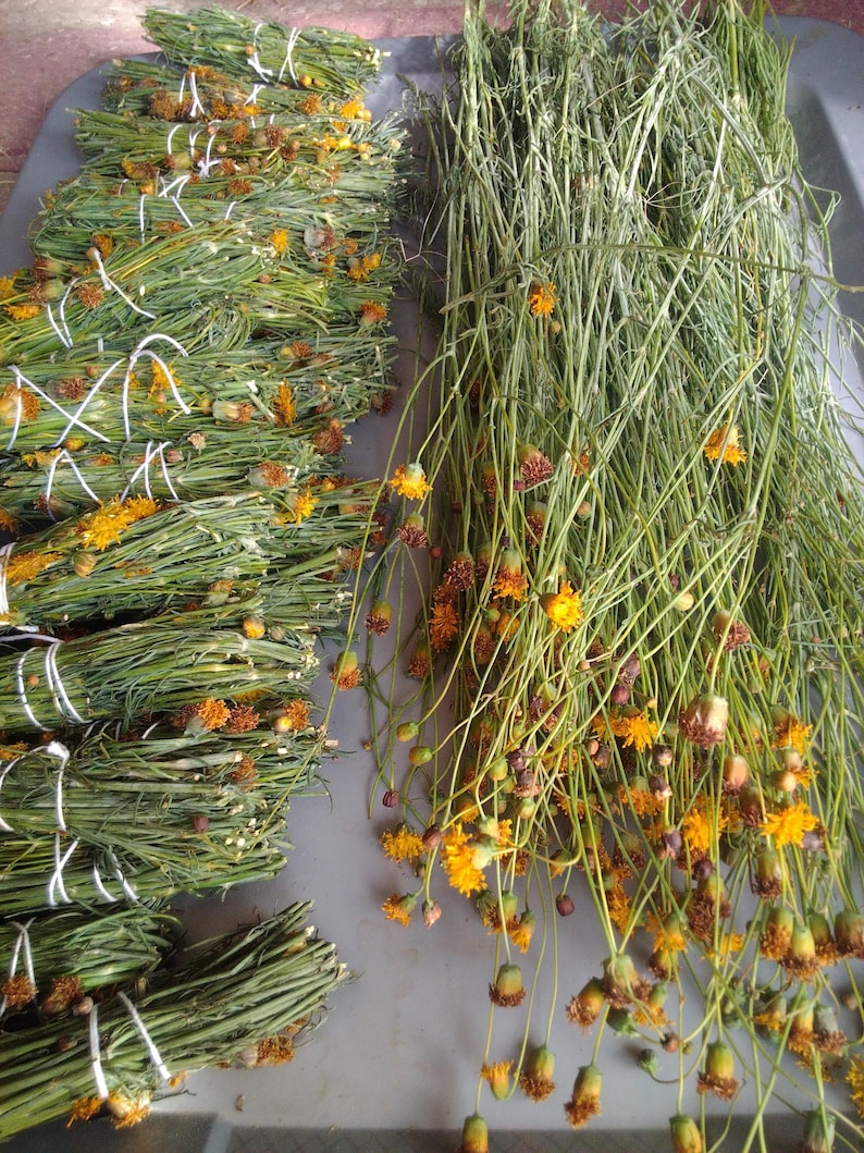 May include: A collection of dried green plant stems with small orange flowers, arranged in several bundles tied with white string on the left and a loose cluster of the same long-stemmed plants with orange blossoms on the right side.