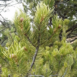 Piñon Pine Needles-Dried/Fresh/Fresh Cut Boughs-Pine Needle TEA-Incense