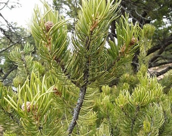 Piñon Pine Needles-Dried/Fresh/Fresh Cut Boughs-Pine Needle TEA-Incense