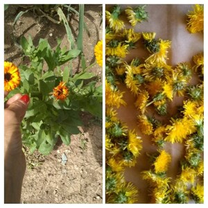 Puede incluir: Primer plano de dos tipos diferentes de flores. A la izquierda, una planta con flores naranjas y amarillas. A la derecha, una colecci&oacute;n de flores de diente de le&oacute;n amarillas.