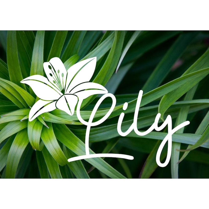 Lily Flower Name Vinyl Decalstickercustom Etsy