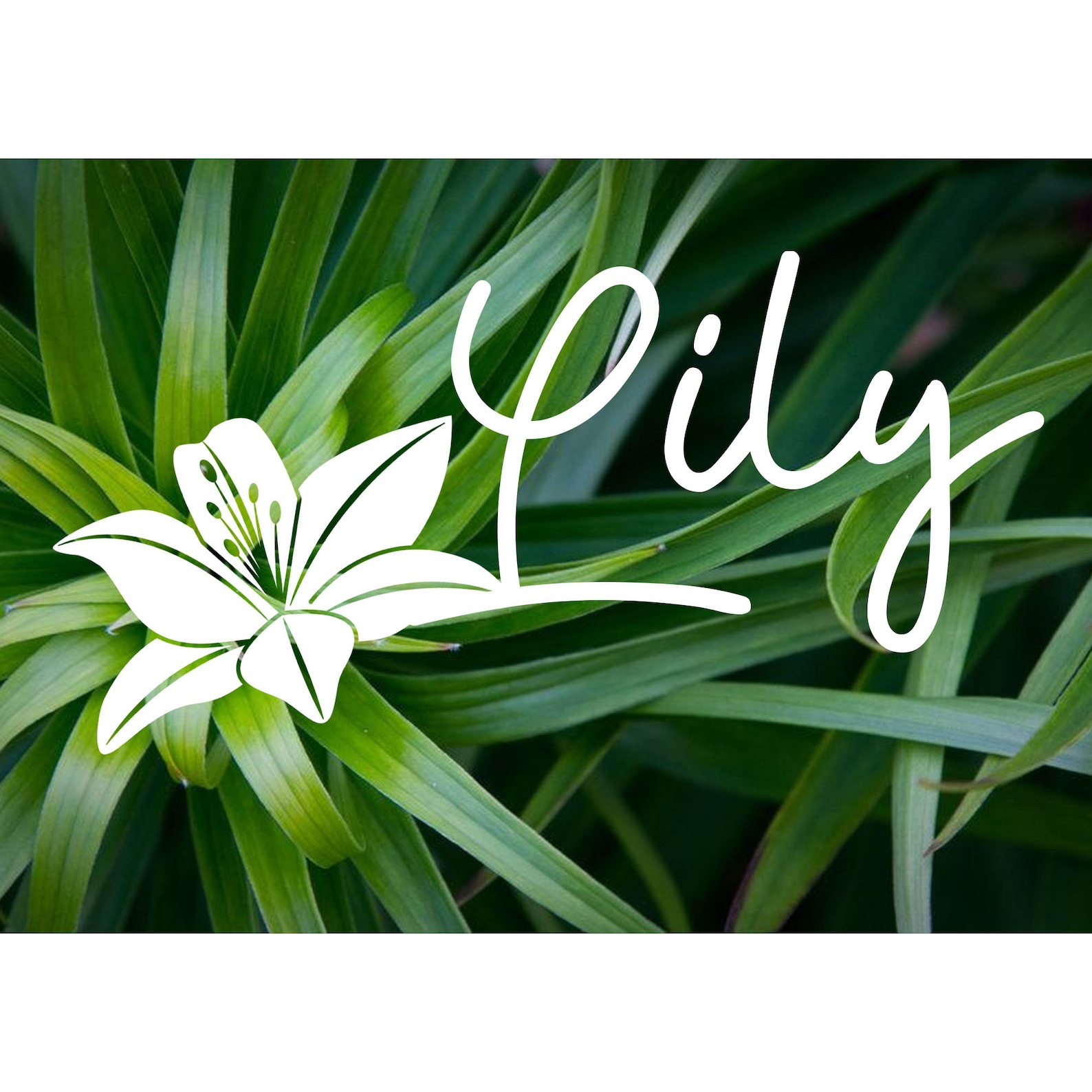 Lily Flower Name Vinyl Decalstickercustom Etsy