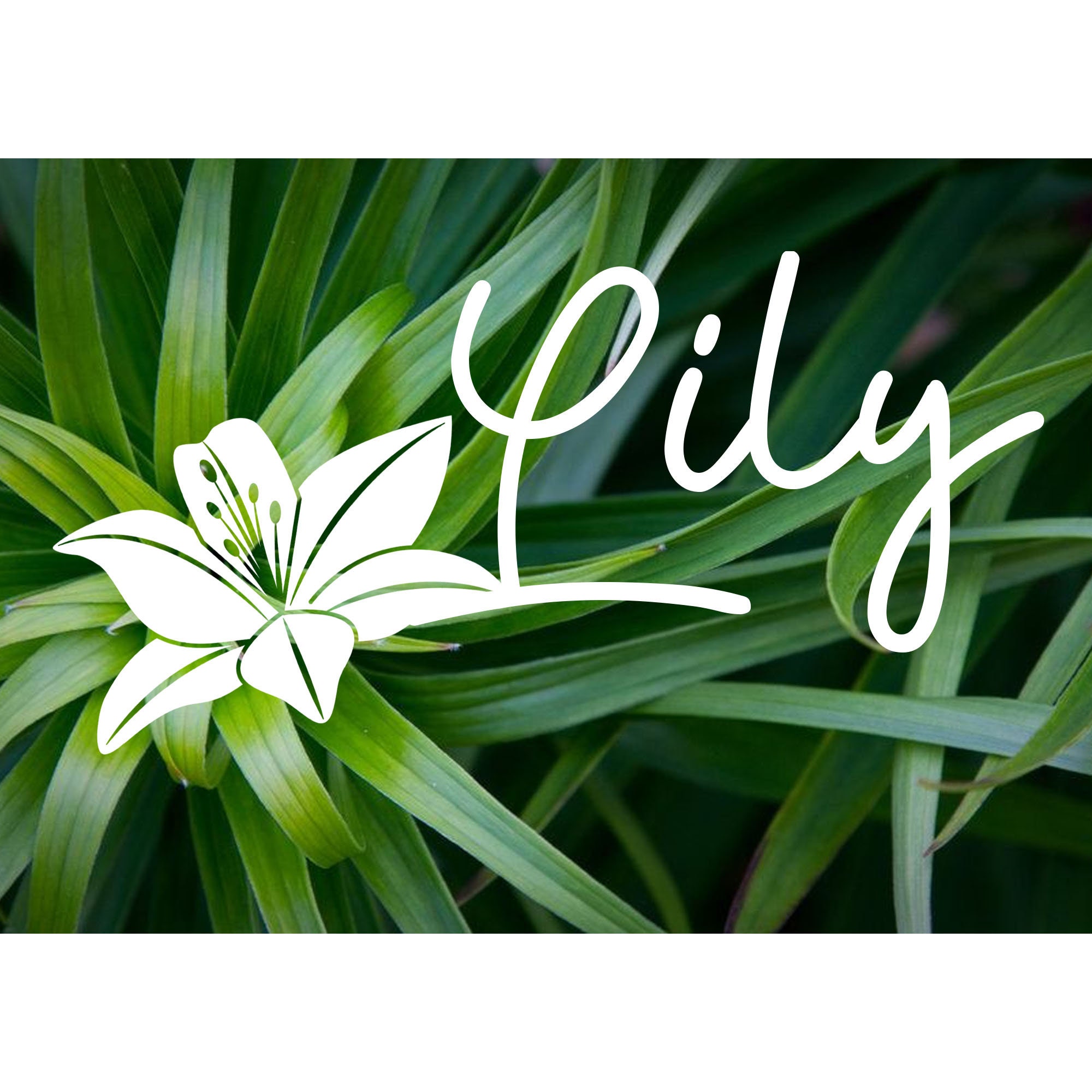 Lily Flower Name Vinyl DecalStickerCustom Etsy
