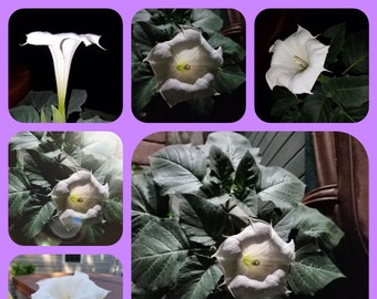 Moon Flower Seeds-Datura Innoxia-Devil's Horn-Perennial-Fast Growing Seeds-18pk-30Pk or 50PK- Night Blooming White Devil's Trumpet-Fragrant