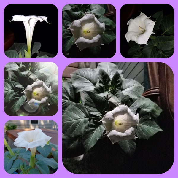 Moon Flower Seeds-Datura Innoxia-Devil's Horn-Perennial-Fast Growing Seeds-18pk-30Pk or 50PK- Night Blooming White Devil's Trumpet-Fragrant