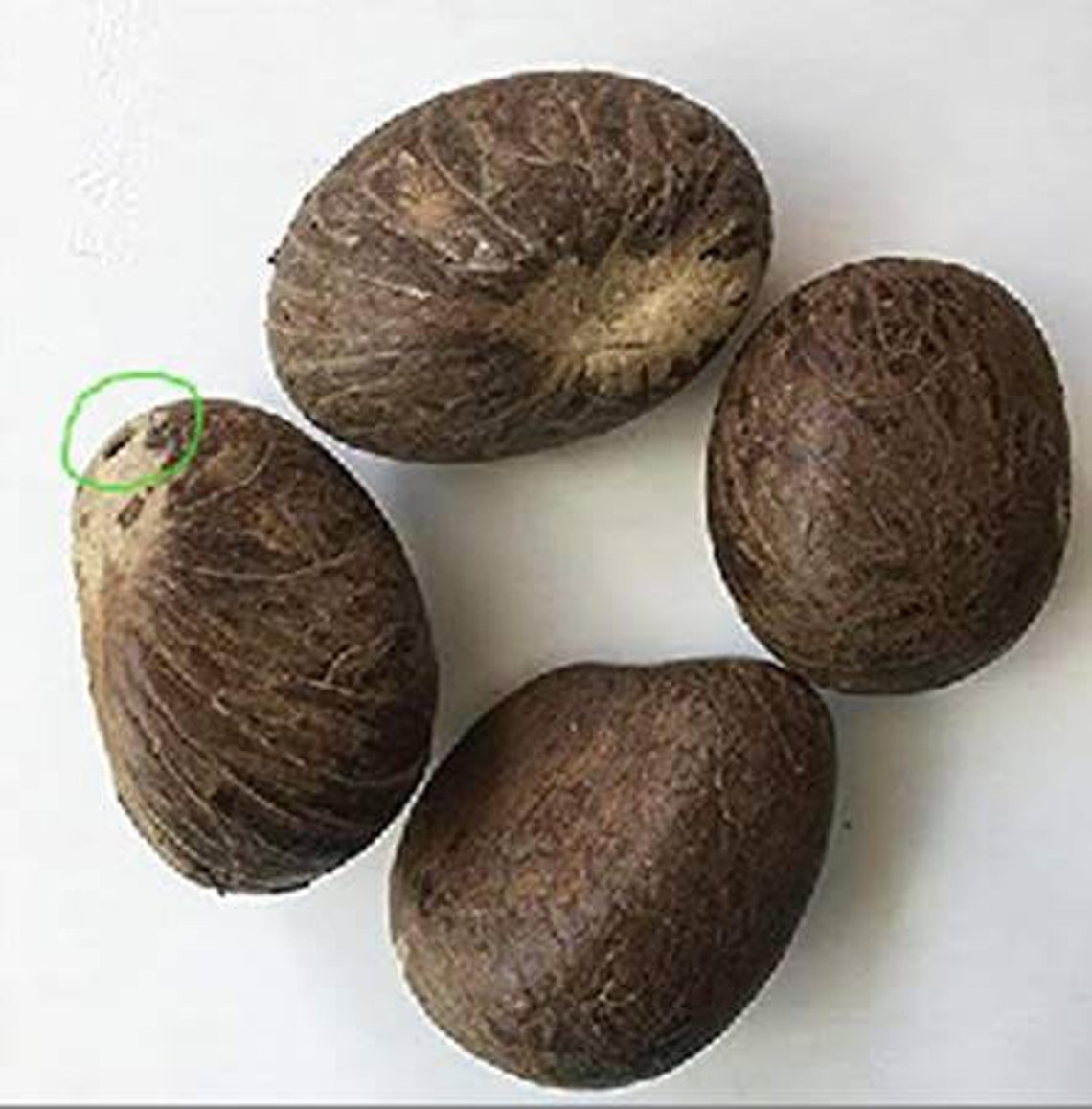 Whole Tagua Nuts5 PC or 1lb Bag Extra Small Small Med Etsy