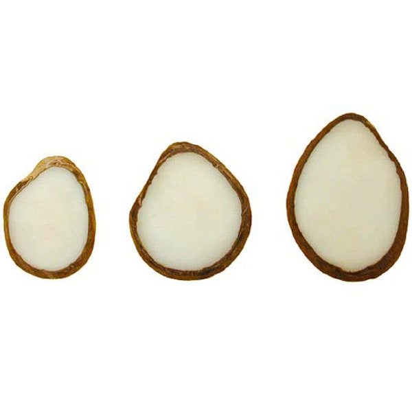 6 mm Thick White or Brown Tagua Nut Slices SM|MED|LG Sizes- Fair Trade Buttons| Vegetable Ivory |Guitar Pick carving| Wood burning| Carving