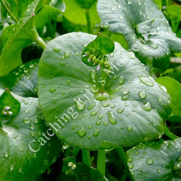 Dew drops on Miner's Lettuce