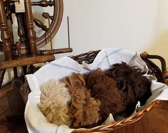 Raw Alpaca Fiber, 0.5lb (8oz), for Spinning, Felting or other Crafts (unwashed), 2 quality grades