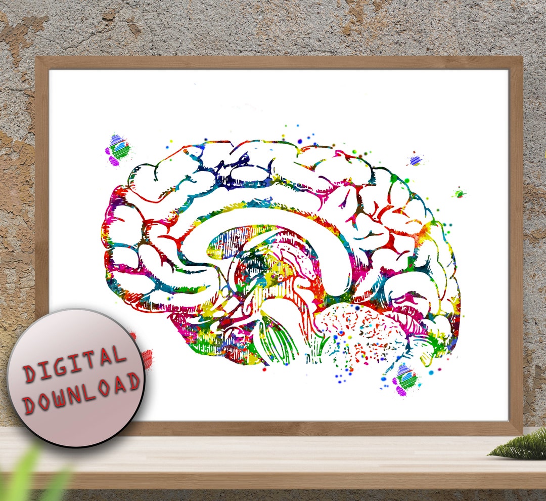 ANATOMY BRAIN Human Brain Sagittal View Cross Section Watercolor Print ...