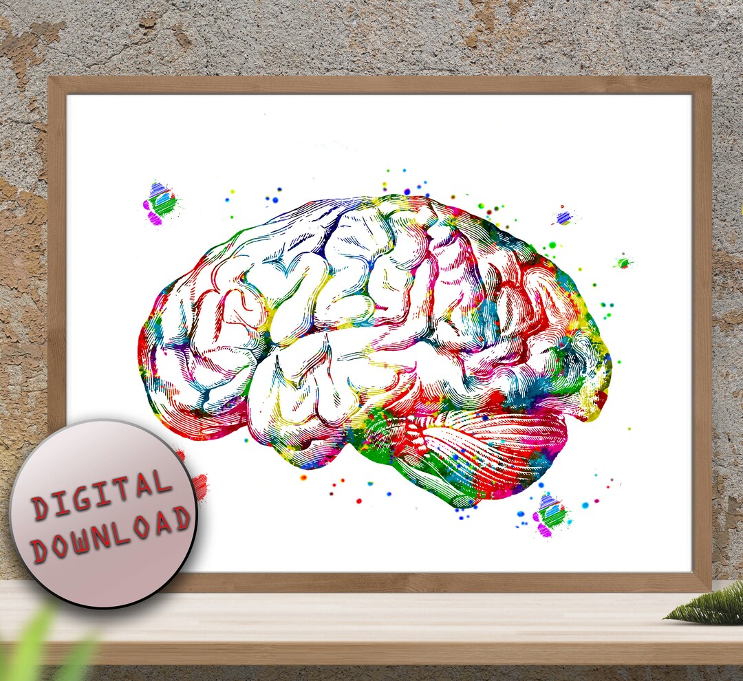 ANATOMY BRAIN Human Brain Sagittal View Cross Section Watercolor Print ...